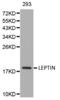OB antibody, AHP2493, Bio-Rad (formerly AbD Serotec) , Western Blot image 