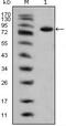 ISL LIM Homeobox 1 antibody, GTX83120, GeneTex, Western Blot image 
