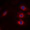 HECT, C2 And WW Domain Containing E3 Ubiquitin Protein Ligase 2 antibody, orb224112, Biorbyt, Immunocytochemistry image 