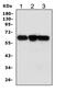 Abl Interactor 1 antibody, PA1001, Boster Biological Technology, Western Blot image 