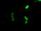 CUGBP Elav-Like Family Member 1 antibody, TA500951, Origene, Immunofluorescence image 