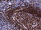 Paired Box 5 antibody, TA801971, Origene, Immunohistochemistry frozen image 