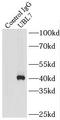 Ubiquitin Like 7 antibody, FNab00925, FineTest, Immunoprecipitation image 