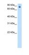 Homeotic protein proboscipedia antibody, orb325375, Biorbyt, Western Blot image 