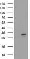 Four And A Half LIM Domains 1 antibody, TA501279S, Origene, Western Blot image 