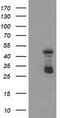 ETS Transcription Factor ELK3 antibody, TA503601, Origene, Western Blot image 