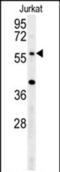 Tripartite Motif Containing 50 antibody, PA5-72453, Invitrogen Antibodies, Western Blot image 