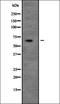 Unc-5 Netrin Receptor C antibody, orb335049, Biorbyt, Western Blot image 