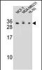 Complement C1q Like 4 antibody, PA5-48224, Invitrogen Antibodies, Western Blot image 