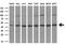 Proliferation-Associated 2G4 antibody, M02791, Boster Biological Technology, Western Blot image 