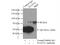 STAT5A antibody, 13179-1-AP, Proteintech Group, Immunoprecipitation image 