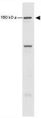 Structural Maintenance Of Chromosomes 1A antibody, GTX21276, GeneTex, Western Blot image 