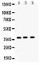Pulmonary surfactant-associated protein D antibody, PB9617, Boster Biological Technology, Western Blot image 