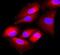 N(Alpha)-Acetyltransferase 80, NatH Catalytic Subunit antibody, NBP1-41157, Novus Biologicals, Immunofluorescence image 