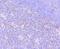 F-Box Protein 5 antibody, NBP2-76833, Novus Biologicals, Immunohistochemistry frozen image 