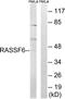 Ras Association Domain Family Member 6 antibody, TA312555, Origene, Western Blot image 