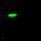 Keratin 14 antibody, 100129-R101, Sino Biological, Western Blot image 