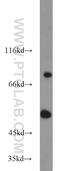 Potassium voltage-gated channel subfamily A member 3 antibody, 14079-1-AP, Proteintech Group, Western Blot image 