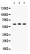 Double-stranded RNA-binding protein Staufen homolog 1 antibody, PA5-80077, Invitrogen Antibodies, Western Blot image 