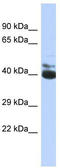 FERM Domain Containing 3 antibody, TA331427, Origene, Western Blot image 