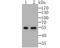 Early Growth Response 2 antibody, NBP2-76830, Novus Biologicals, Western Blot image 