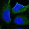 Kelch Domain Containing 8B antibody, NBP1-82703, Novus Biologicals, Immunofluorescence image 