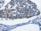 BPI Fold Containing Family B Member 1 antibody, CSB-PA949748, Cusabio, Immunohistochemistry paraffin image 