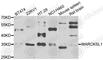 MARCKS Like 1 antibody, A7132, ABclonal Technology, Western Blot image 