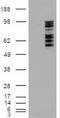 Mitogen-activated protein kinase 6 antibody, CF500076, Origene, Western Blot image 