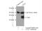 Orthodenticle Homeobox 2 antibody, 13497-1-AP, Proteintech Group, Immunoprecipitation image 