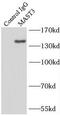 Microtubule-associated serine/threonine-protein kinase 3 antibody, FNab05025, FineTest, Immunoprecipitation image 