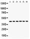 Selectin L antibody, PB9389, Boster Biological Technology, Western Blot image 