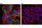 Napsin A Aspartic Peptidase antibody, 43861S, Cell Signaling Technology, Immunofluorescence image 