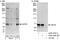 Centrosomal Protein 76 antibody, A302-325A, Bethyl Labs, Immunoprecipitation image 