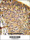 PRX-3 antibody, 61-604, ProSci, Immunohistochemistry paraffin image 