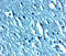 Transient Receptor Potential Cation Channel Subfamily C Member 3 antibody, LS-C358502, Lifespan Biosciences, Immunohistochemistry frozen image 