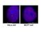 RNA polymerase II CTD repeat YSPTSPS antibody, IQ585, Immuquest, Flow Cytometry image 