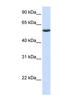 PHD Finger Protein 10 antibody, NBP1-52879, Novus Biologicals, Western Blot image 