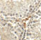Meiosis/Spermiogenesis Associated 1 antibody, 6381, ProSci, Immunohistochemistry paraffin image 