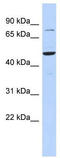 Zinc Finger And SCAN Domain Containing 1 antibody, TA345624, Origene, Western Blot image 