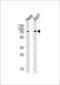 Sorting nexin-1 antibody, LS-C161362, Lifespan Biosciences, Western Blot image 