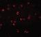 NLR Family CARD Domain Containing 3 antibody, orb94576, Biorbyt, Immunofluorescence image 