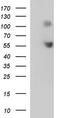 Sialic acid-binding Ig-like lectin 7 antibody, TA507387, Origene, Western Blot image 