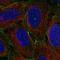 Myosin-Ic antibody, HPA005924, Atlas Antibodies, Immunofluorescence image 