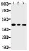 Mitogen-activated protein kinase 13 antibody, PA1944, Boster Biological Technology, Western Blot image 