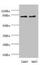 Dipeptidyl Peptidase 3 antibody, LS-C675653, Lifespan Biosciences, Western Blot image 