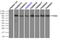 Sky antibody, TA500415, Origene, Immunoprecipitation image 