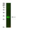 Cyclin Dependent Kinase 5 antibody, STJ99326, St John