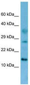 TAFA Chemokine Like Family Member 4 antibody, TA335352, Origene, Western Blot image 