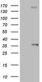 Protein C Receptor antibody, TA805527, Origene, Western Blot image 